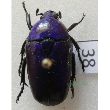 Chlorocala africana oertzeni Kolbe, 1895 ex. ovo Tanzania38
